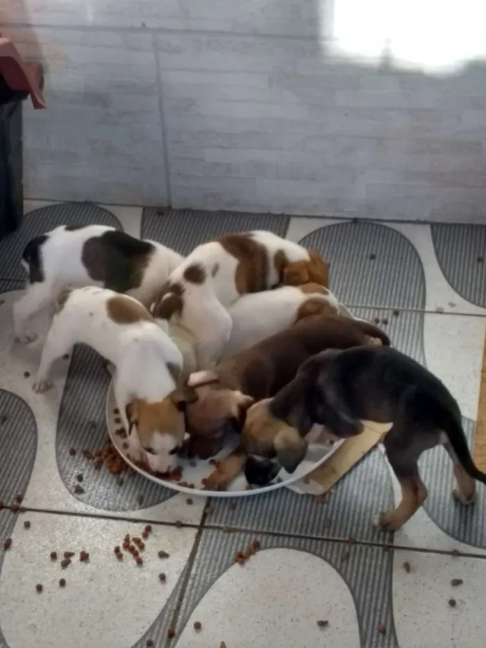 Cachorro ra a SRD idade Abaixo de 2 meses nome 04 machos e 02 fêmea