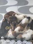 04 machos e 02 fêmea