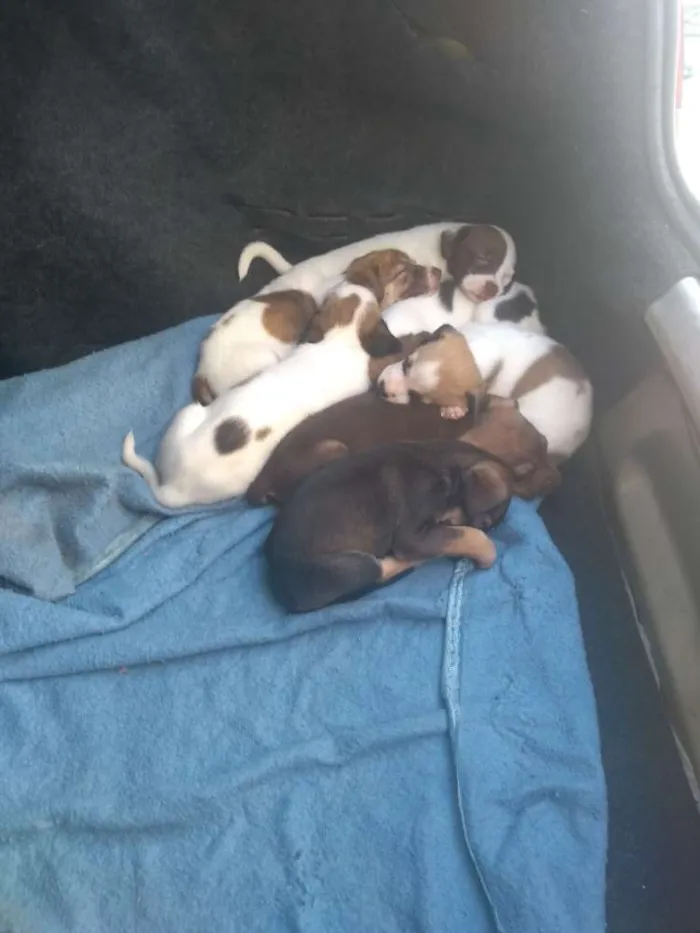 Cachorro ra a SRD idade Abaixo de 2 meses nome 04 machos e 02 fêmea