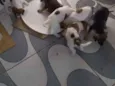 04 machos e 02 fêmea