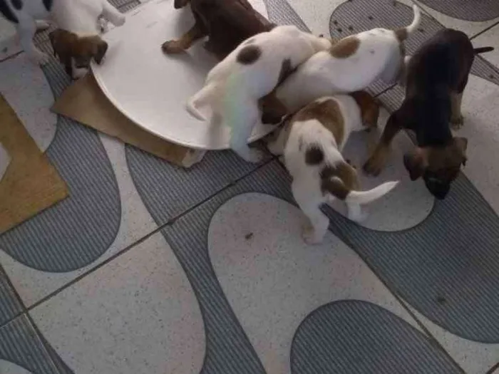 Cachorro ra a SRD idade Abaixo de 2 meses nome 04 machos e 02 fêmea