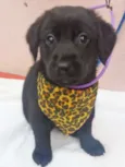 GORDINHO