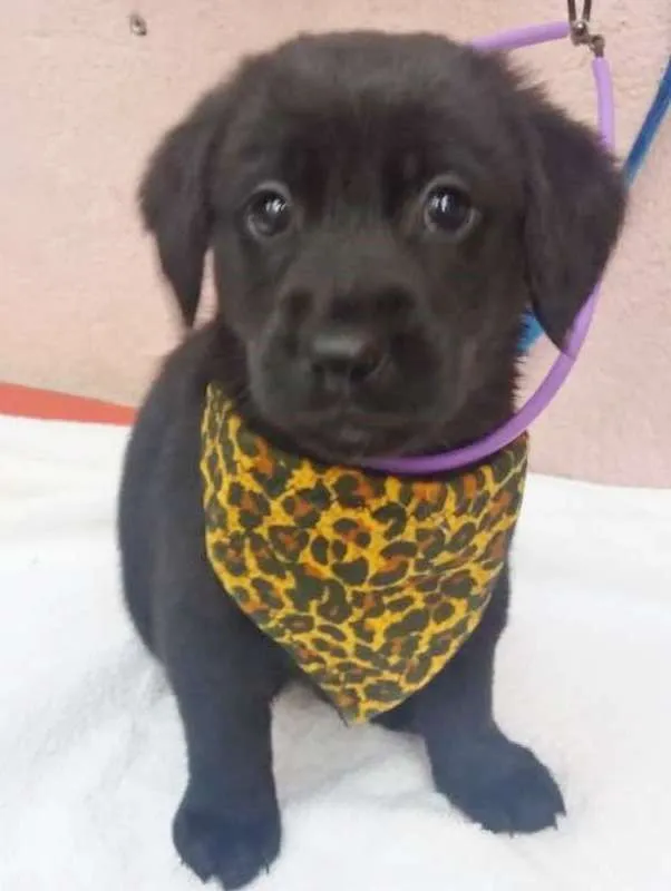 Cachorro ra a SRD idade 2 a 6 meses nome GORDINHO