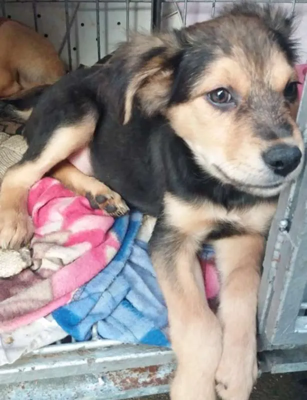 Cachorro ra a SRD idade 2 a 6 meses nome URSINHO