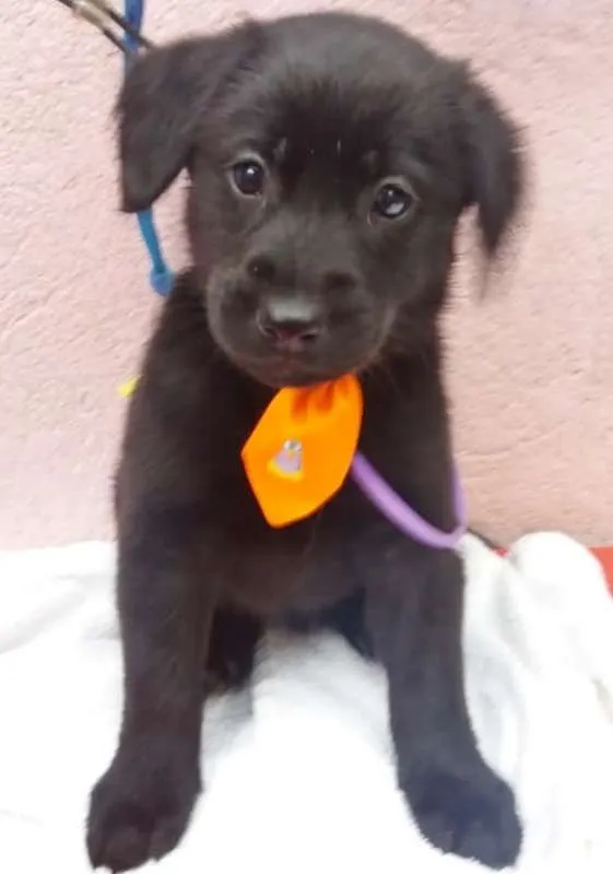 Cachorro ra a SRD idade 2 a 6 meses nome LARANJINHA