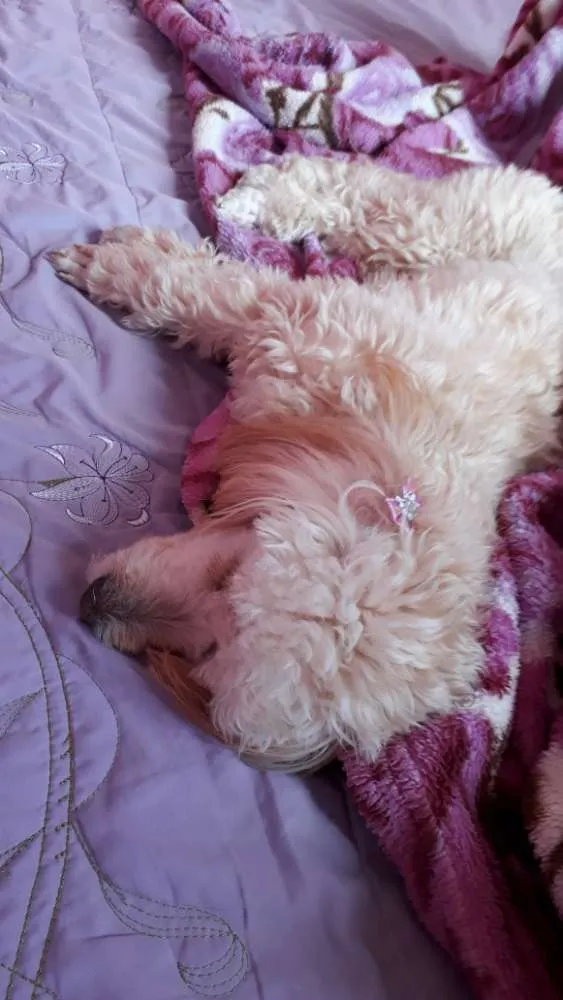 Cachorro raça Poodle idade 2 anos nome Cristal