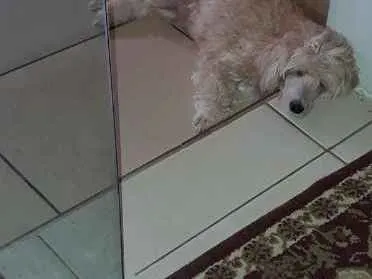 Cachorro raça Poodle idade 2 anos nome Cristal