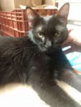 Pretinha 