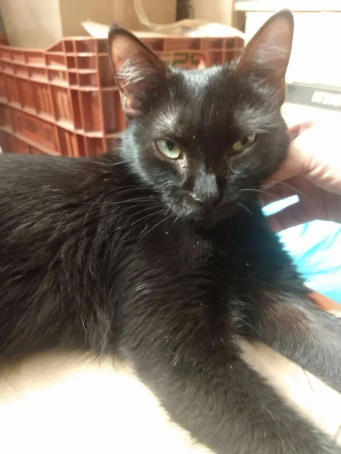 Gato ra a Viralata  idade 1 ano nome Pretinha 