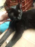 Pretinha 