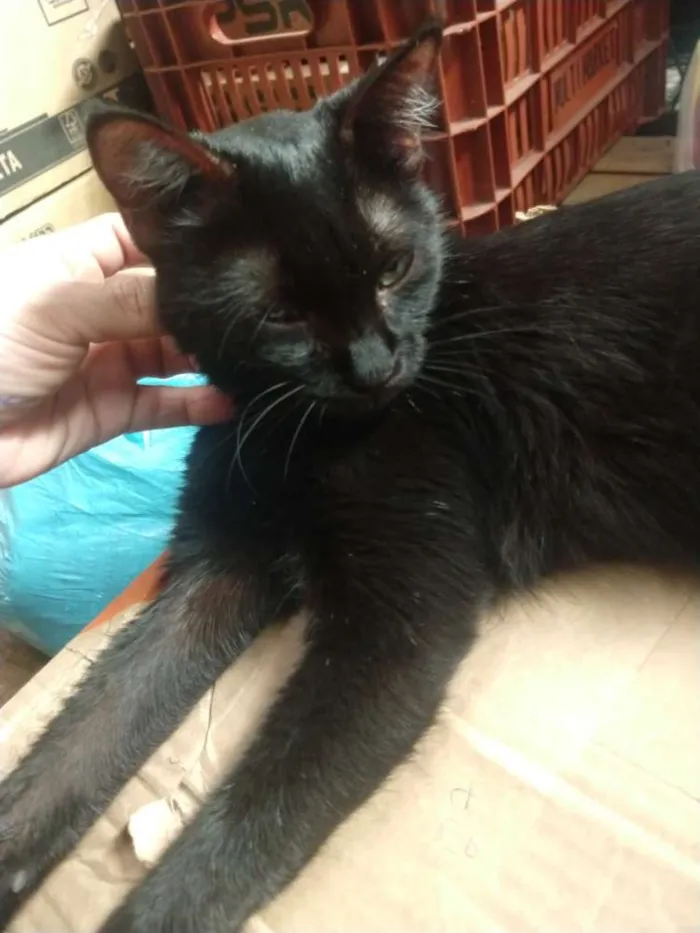 Gato ra a Viralata  idade 1 ano nome Pretinha 