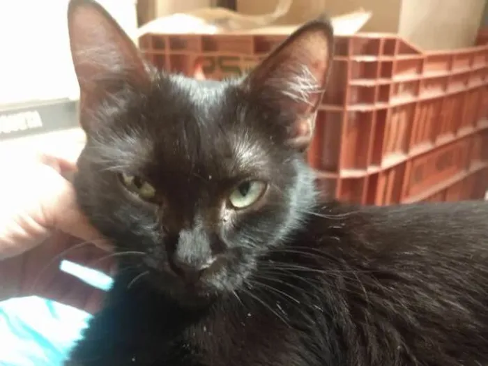 Gato ra a Viralata  idade 1 ano nome Pretinha 