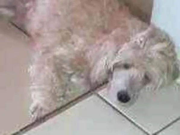 Cachorro raça Poodle idade 2 anos nome Cristal