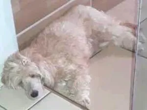 Cachorro raça Poodle idade 2 anos nome Cristal
