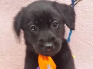 Cachorro raça SRD idade 2 a 6 meses nome LARANJINHA