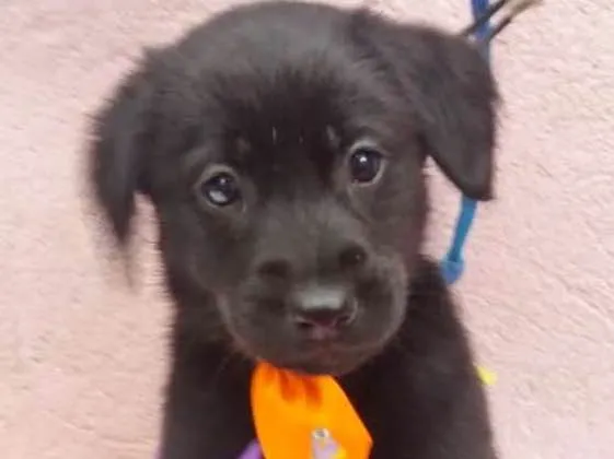 Cachorro ra a SRD idade 2 a 6 meses nome LARANJINHA