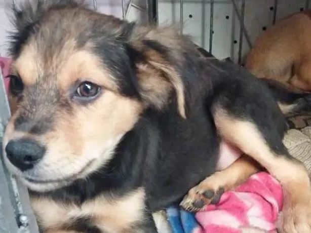 Cachorro ra a SRD idade 2 a 6 meses nome URSINHO