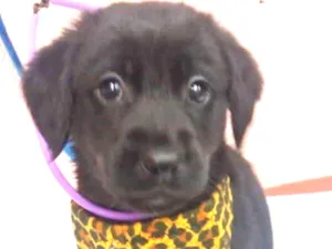 Cachorro raça SRD idade 2 a 6 meses nome GORDINHO