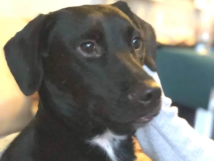 Cachorro raça SRD idade 1 ano nome Cleo