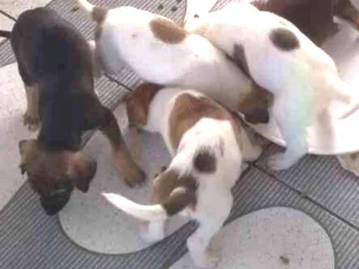 Cachorro ra a SRD idade Abaixo de 2 meses nome 04 machos e 02 fêmea