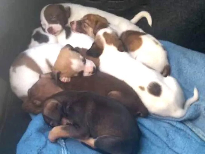 Cachorro ra a SRD idade Abaixo de 2 meses nome 04 machos e 02 fêmea
