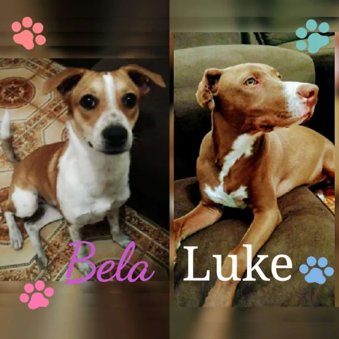 Cachorro ra a pitbull idade 1 ano nome Luke e BelA