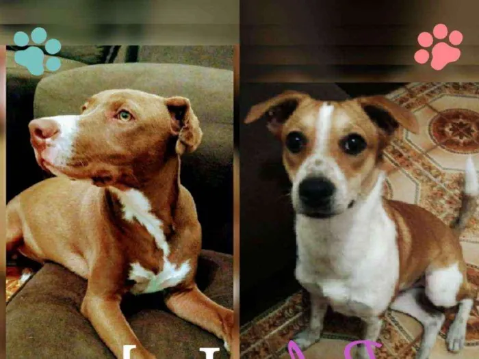 Cachorro ra a pitbull idade 1 ano nome Luke e BelA