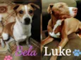 Luke e BelA