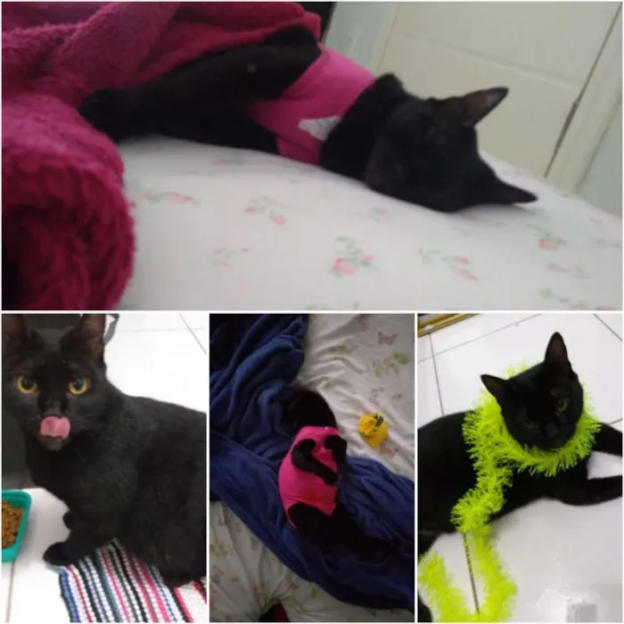 Gato ra a vira-lata idade 1 ano nome Corona