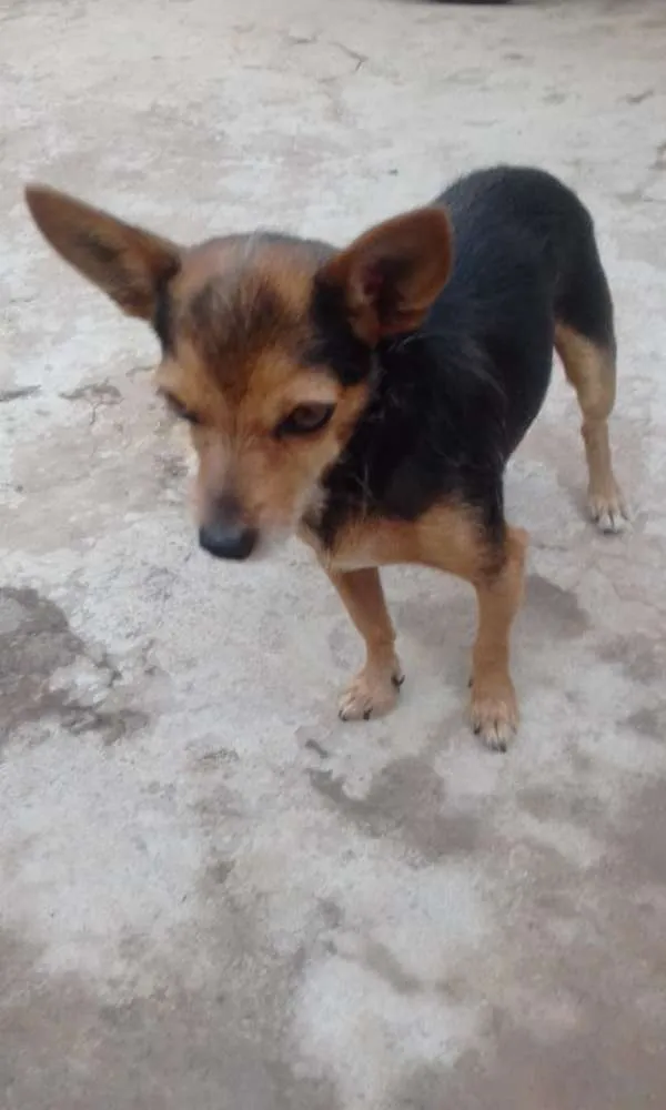 Cachorro ra a Pincher idade 3 anos nome Piqueno