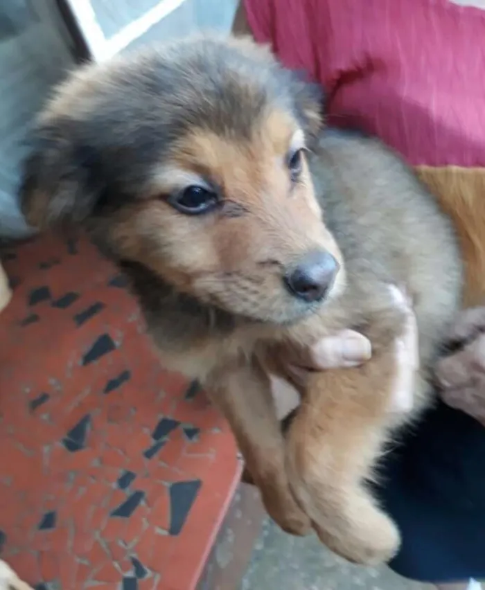 Cachorro ra a  idade 2 a 6 meses nome Fihotes Eleonora 