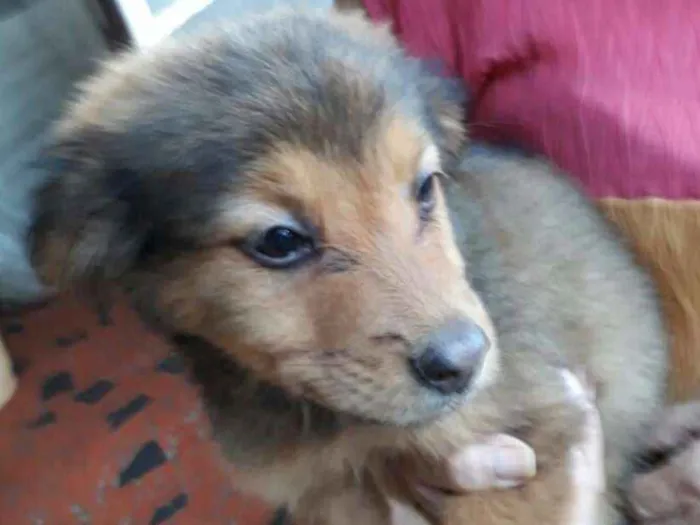 Cachorro ra a  idade 2 a 6 meses nome Fihotes Eleonora 
