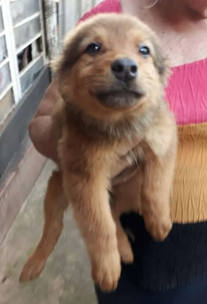 Cachorro ra a  idade 2 a 6 meses nome Fihotes Eleonora 
