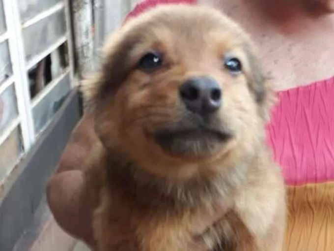 Cachorro ra a  idade 2 a 6 meses nome Fihotes Eleonora 