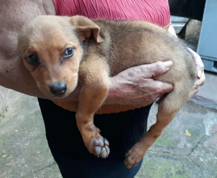 Cachorro ra a  idade 2 a 6 meses nome Fihotes Eleonora 