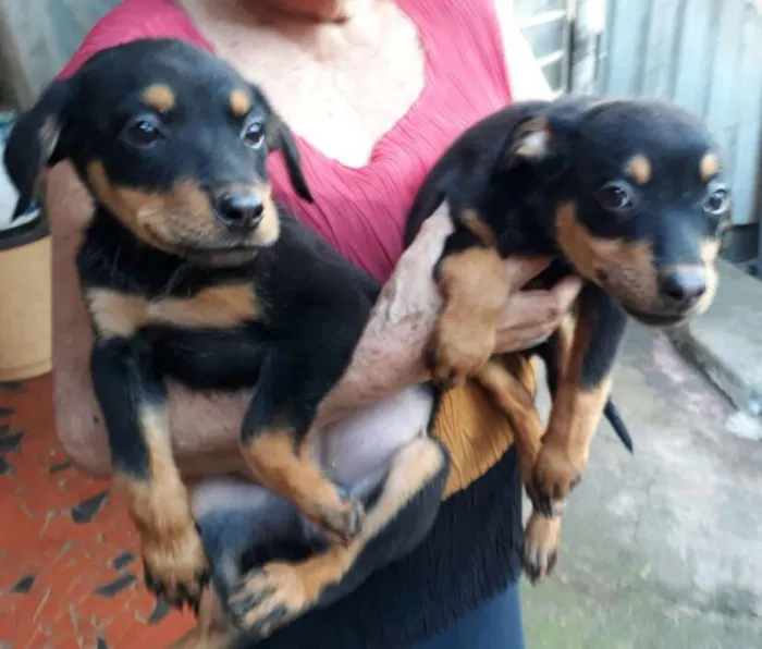 Cachorro ra a  idade 2 a 6 meses nome Fihotes Eleonora 
