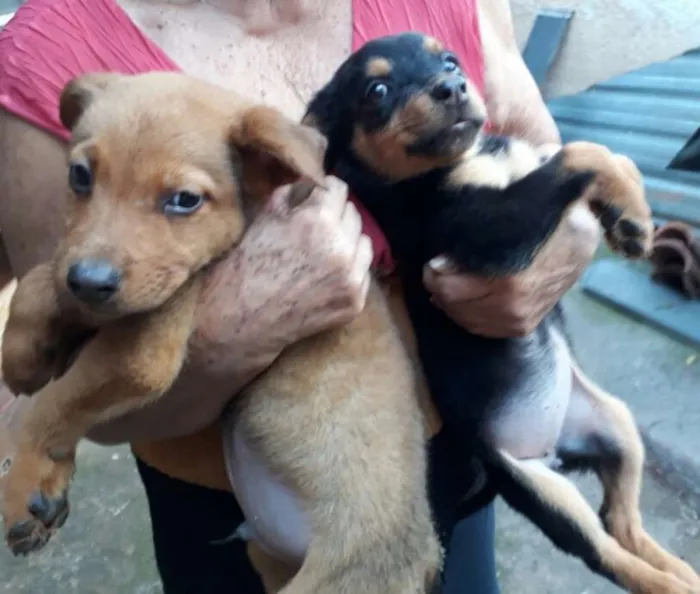 Cachorro ra a  idade 2 a 6 meses nome Fihotes Eleonora 