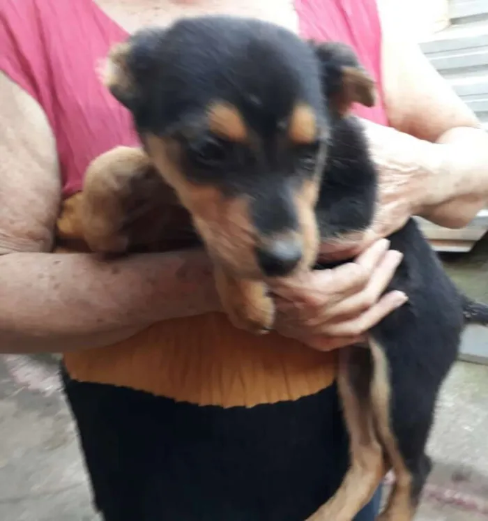Cachorro ra a  idade 2 a 6 meses nome Fihotes Eleonora 