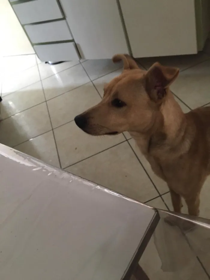Cachorro ra a Não sei idade 2 anos nome Joe