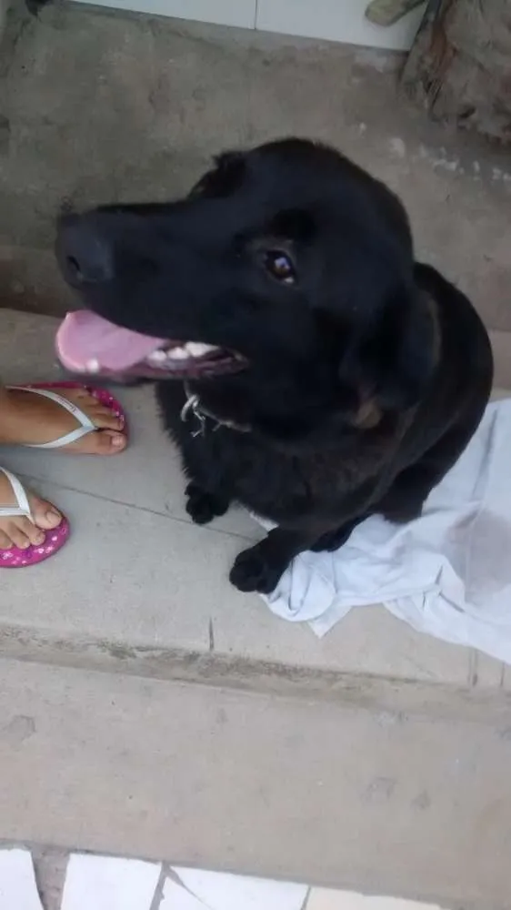 Cachorro raça Labrador idade 2 anos nome Meg