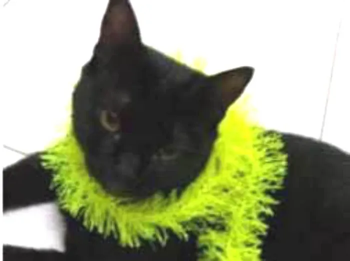 Gato ra a vira-lata idade 1 ano nome Corona