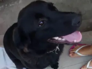 Cachorro raça Labrador idade 2 anos nome Meg