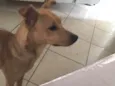 Joe