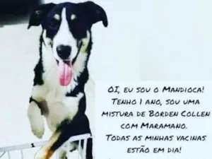 Cachorro raça Border collen com maramano idade 1 ano nome Mandioca