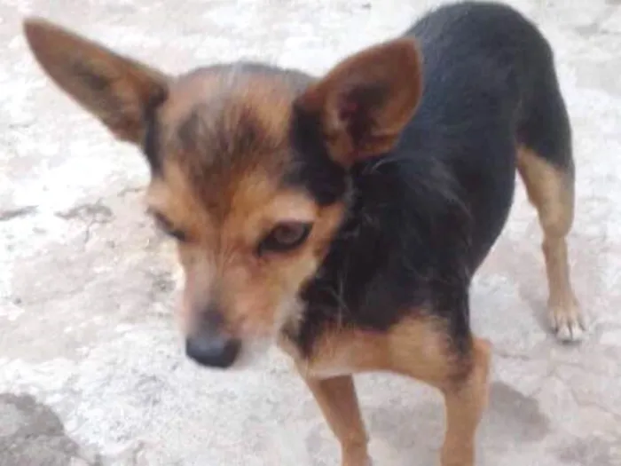 Cachorro ra a Pincher idade 3 anos nome Piqueno