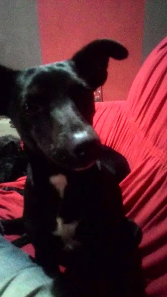 Cachorro ra a Indfinida idade 7 a 11 meses nome Pretinho 