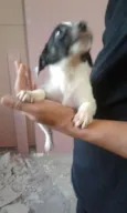 FILHOTES