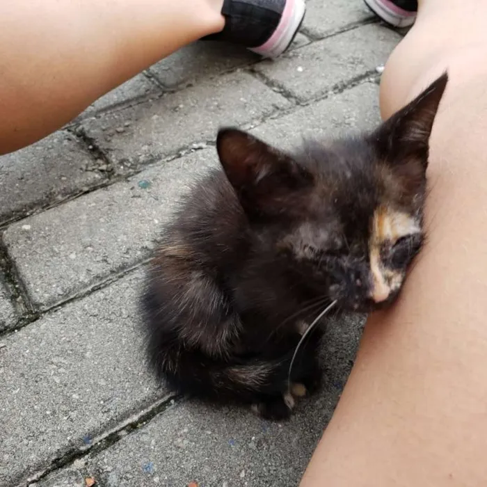Gato ra a  idade Abaixo de 2 meses nome Flor e Floquinho