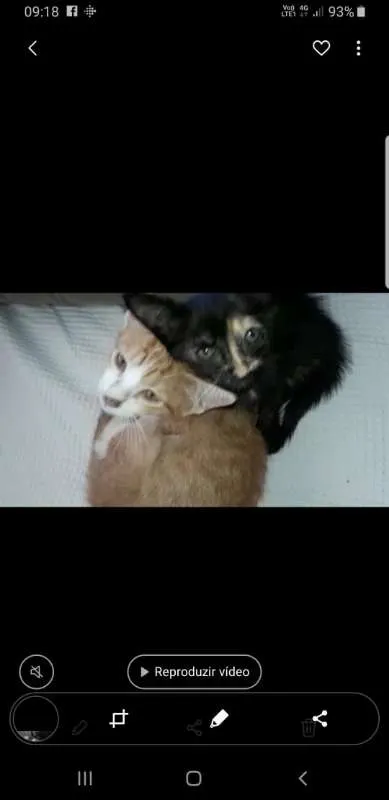 Gato ra a  idade Abaixo de 2 meses nome Flor e Floquinho