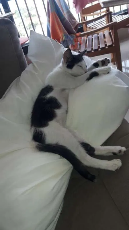 Gato ra a  idade 2 a 6 meses nome Dante